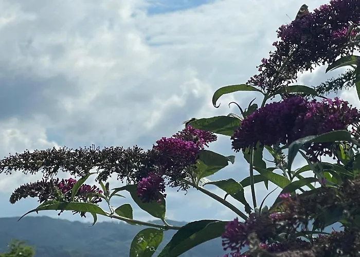 - In Der Hohen Eich Eg Uberlingen